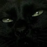 黑猫🐈‍⬛交流群（🈲广）☎️